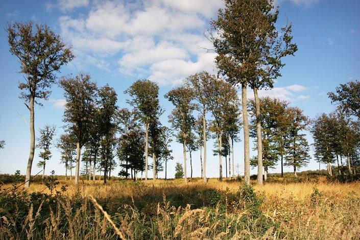 clairière en forêt