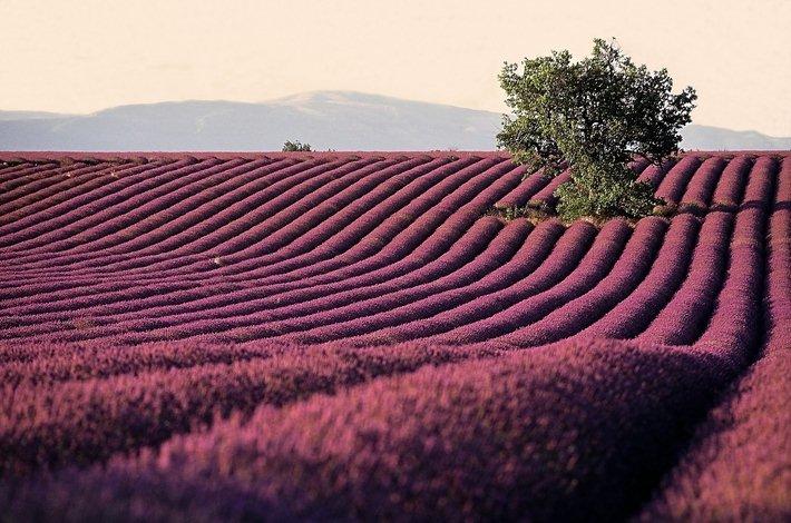 Les lavandes de Valensole