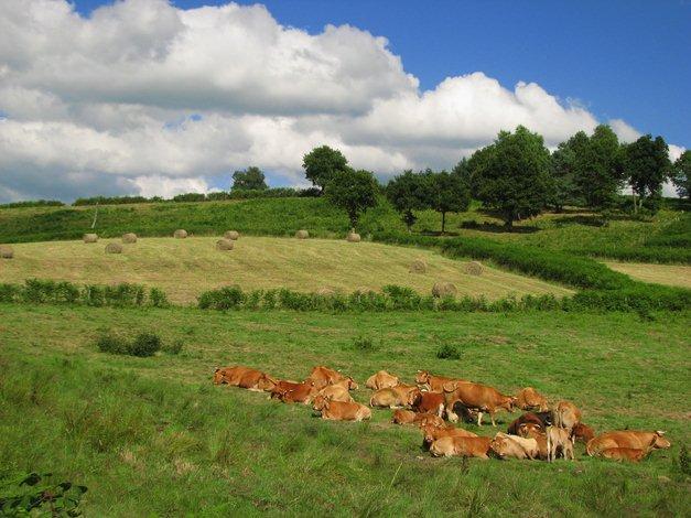 Le plateau de Millevaches