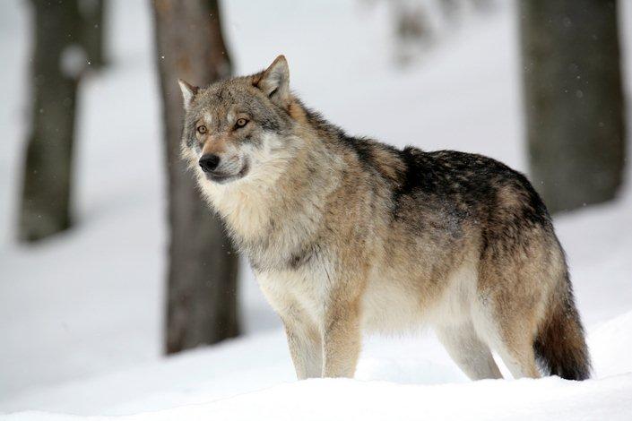 Les loups de Guéret
