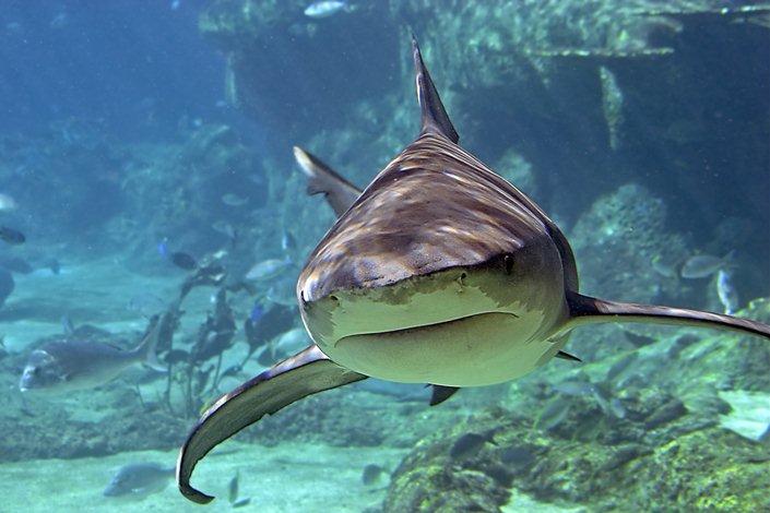 Un grand requin