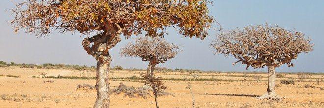Somalie