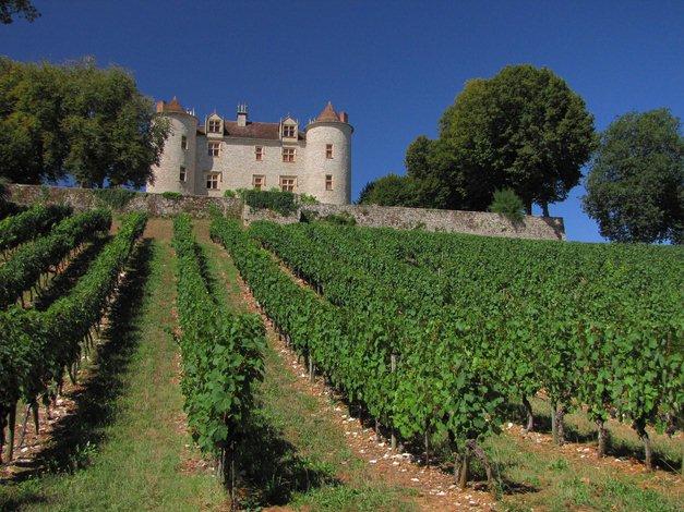 Vignes dans la vallée du Lot