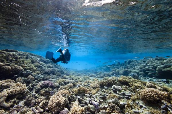 La barrière de corail de nouvelle calédonie