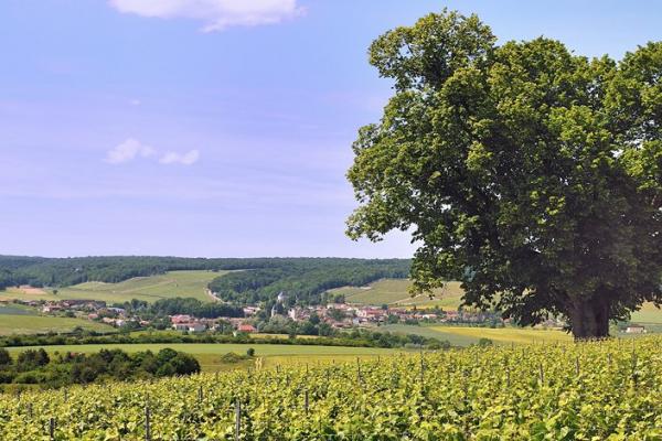 Bligny vu du tilleul de Sainte Eulalie