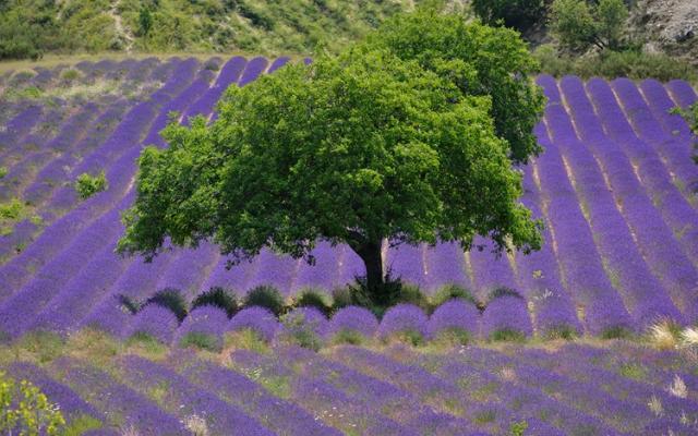 Champ de lavande dans le Vaucluse