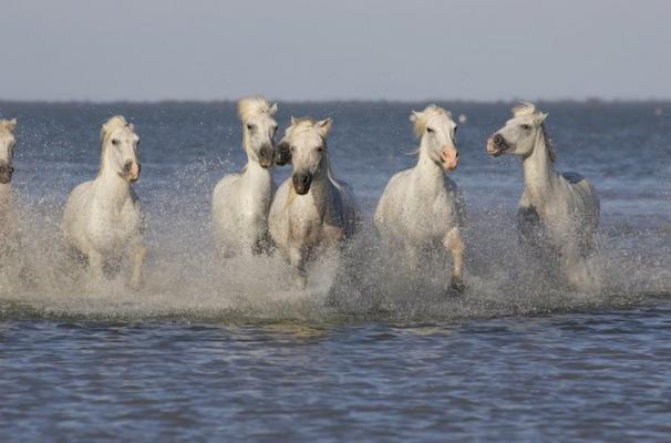 Les chevaux de Camargue