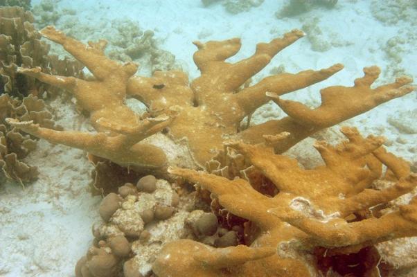 Plongée soumarine dans la mer des Caraibes