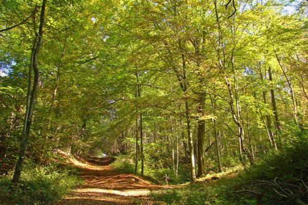Forêt de st gobain