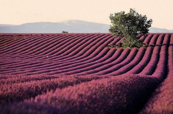 Les lavandes de Valensole
