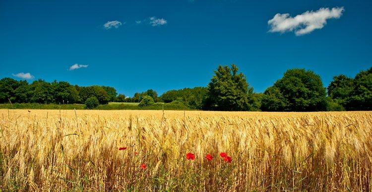 Paysage de blés et coquelicots, Haute-Saône