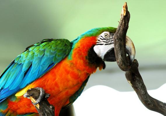 Golden Red Macaw Bird