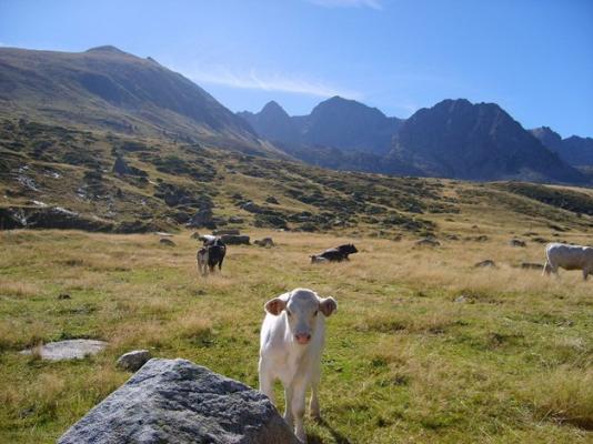 Une plaine avec des vaches
