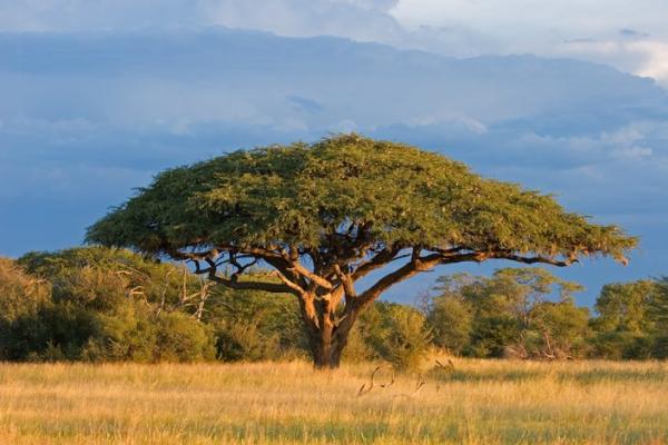 Savane en Afrique du Sud