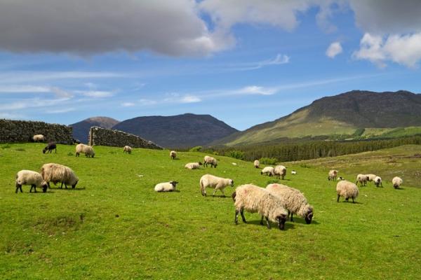 Moutons dans les prés du Connemara