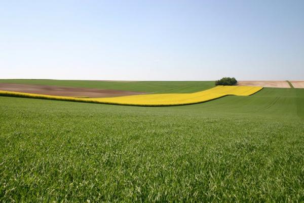 Les terres de Champagne