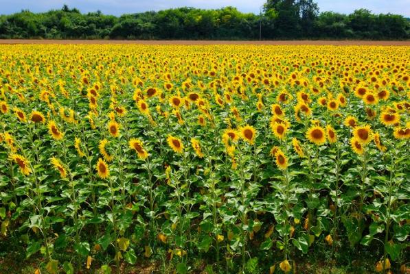 Champ de tournesols dans l'Aube