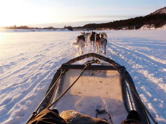 Chiens de traineau en Laponie