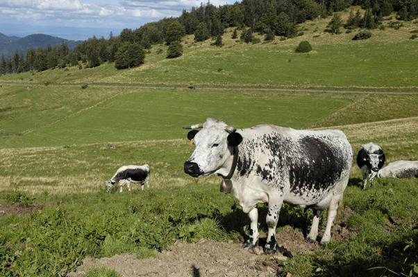 Vache dans la montagne vosgienne