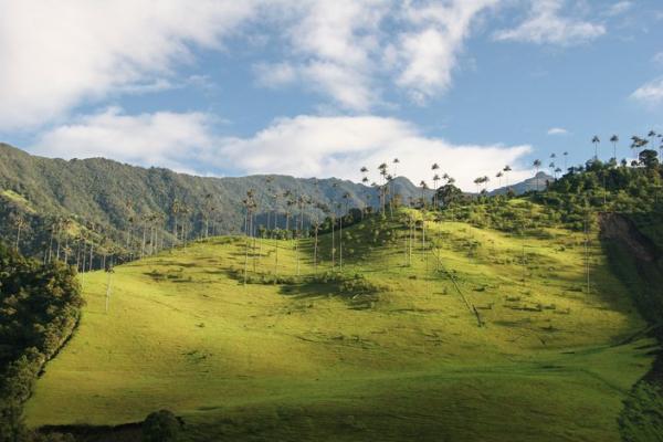 Vallée Cocora, Colombie