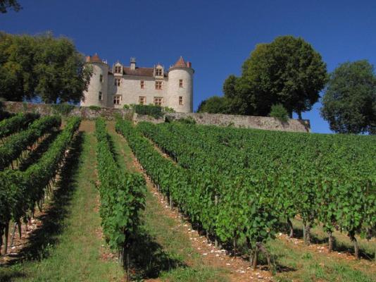 Vignes dans la vallée du Lot