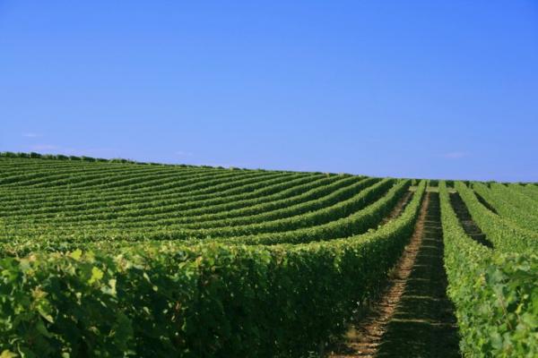 Vignes de la Loire