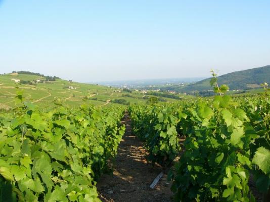 Vignobles de Saône-et-Loire