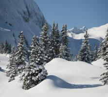 Arbres sous la neige à Areches