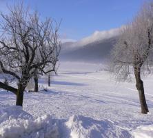 Arbres sous la neige à Autrans