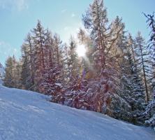 Rayons de soleil filtrants au travers des arbres à La Norma