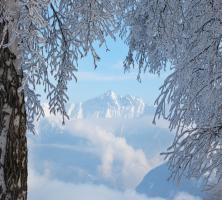Arbres enneigés à Le Corbier