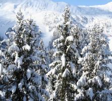 Arbres enneigés à Meribel