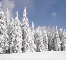 Arbres enneigés près de Ventron