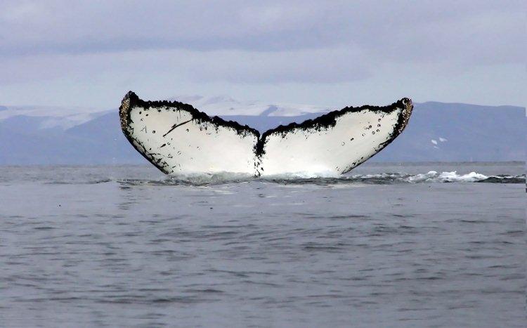 Une baleine dans l'océan Antarctique