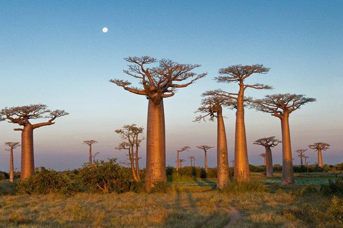 Baobabs sud-africains