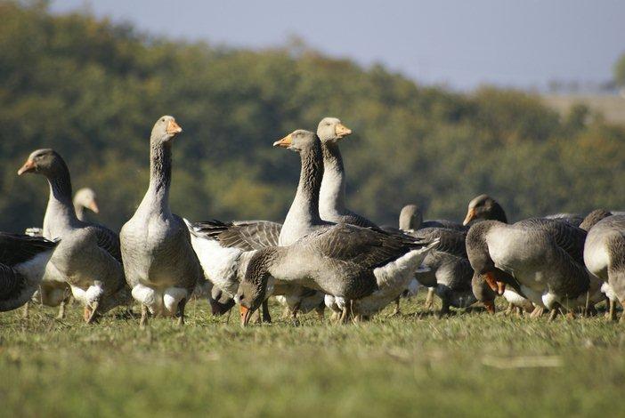 Les canards du Gers, spécialité du foie gras