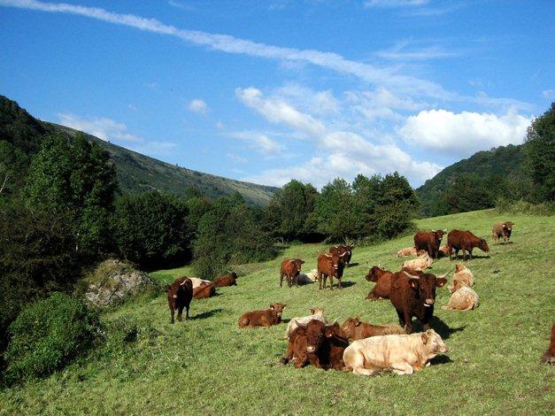 Les vaches du Cantal