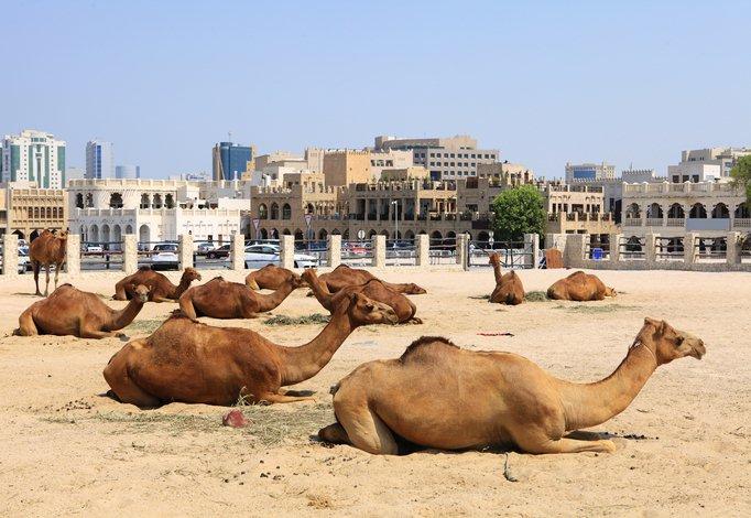 des chameaux à Doha
