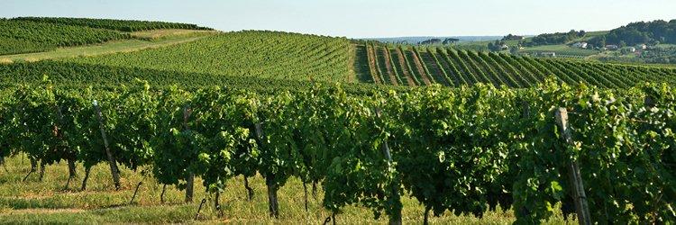 Coteaux et Vignes pour le Beaujolais