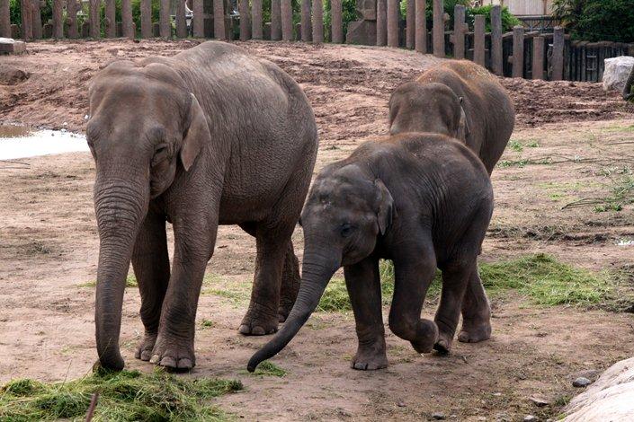 De petits éléphants d'Asie au Bangladesh