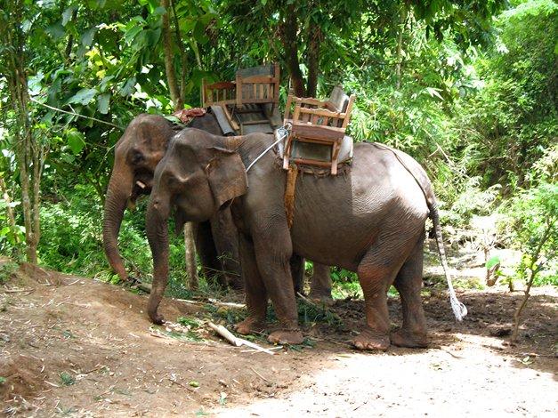 Des éléphants équipés pour porter des touristes