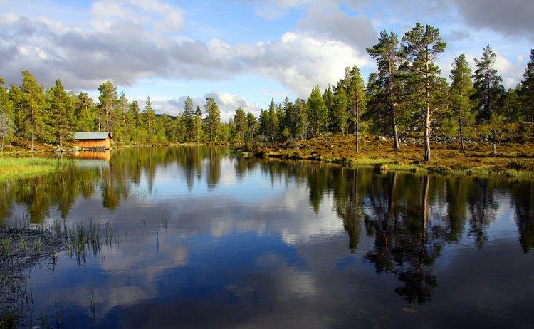 Forêt de pins suédoise