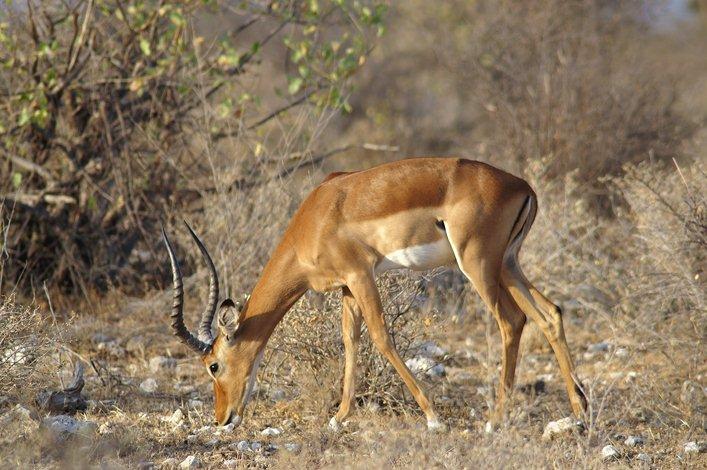 Une gazelle en Angola