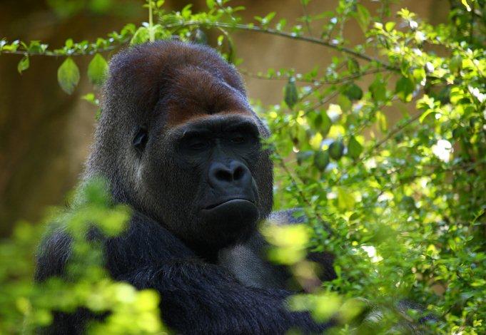 Gorille du Congo