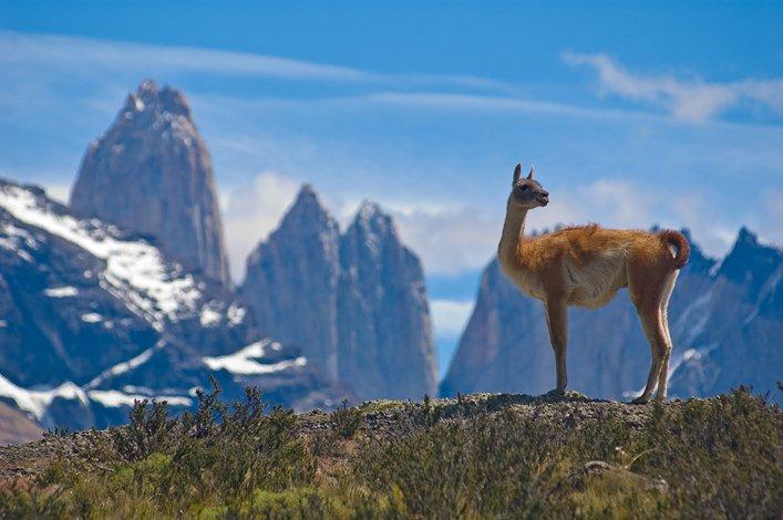 Lama guanaco au Chili