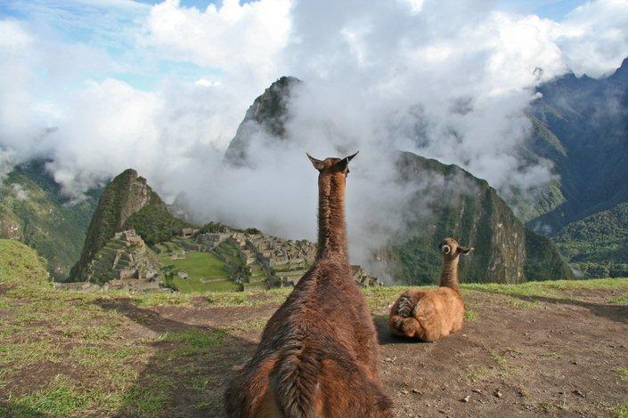 Des lamas au Pérou