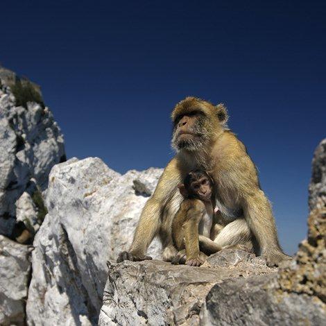 Macaques berbères de Gibraltar