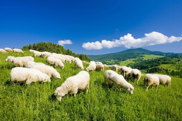 Troupeau de moutons, dans la région de Mala fatra