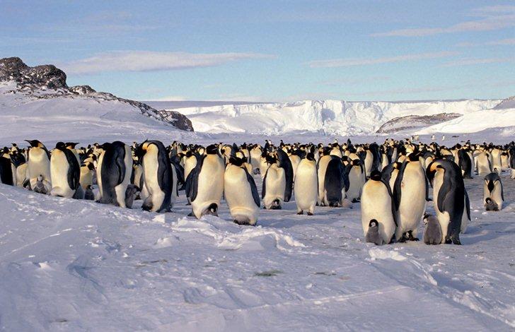 Des pingouins dans leur milieu naturel