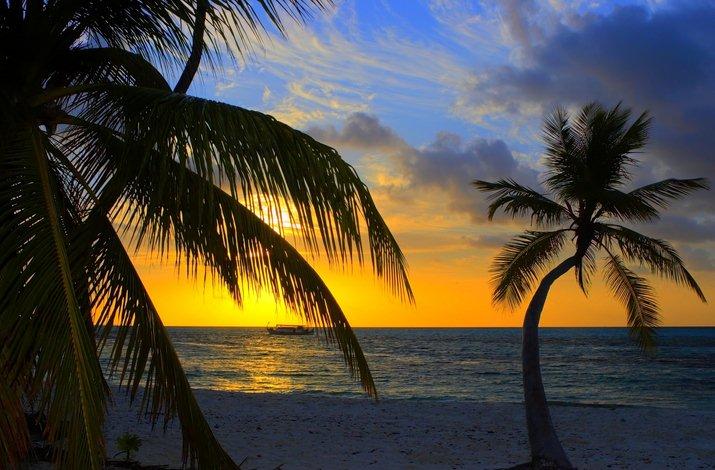 Coucher de soleil sur les cocotiers des Maldives